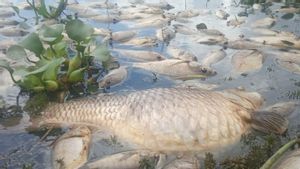 40 Ton Ikan di Danau Maninjau Mati karena Kekurangan Oksigen, Kerugian Ditaksir Rp800 Juta