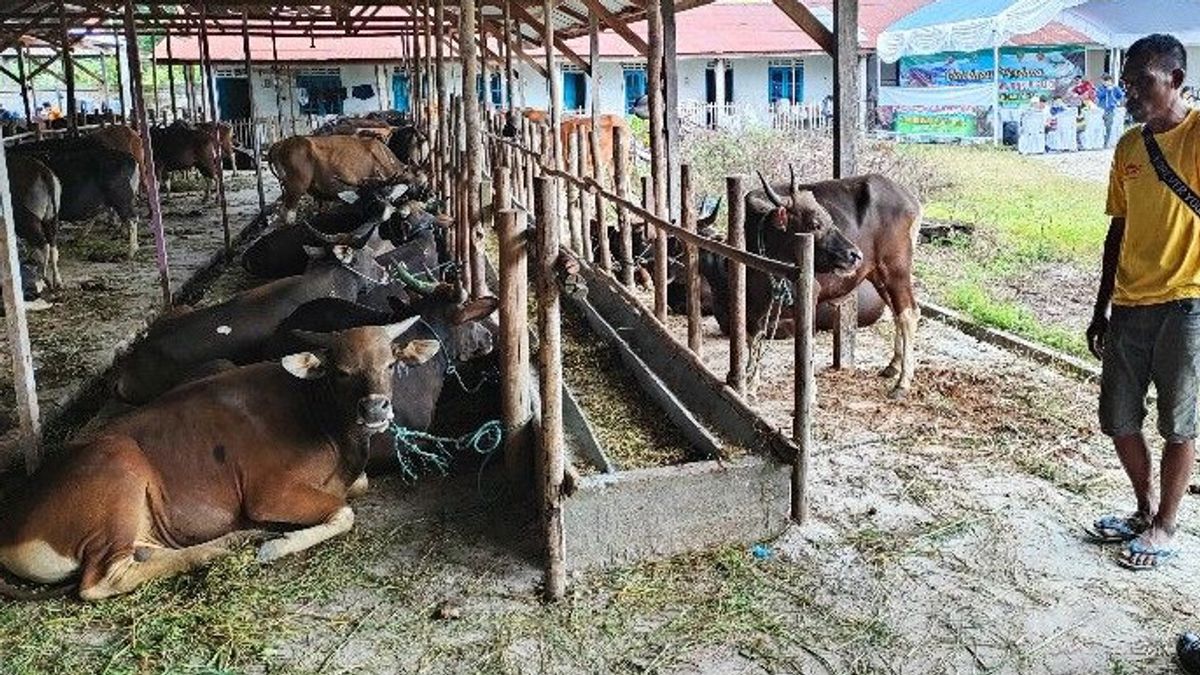 First Stage Of PMK Vaccination, Targeting Cattle In 7 Cities And Regencies In Central Kalimantan