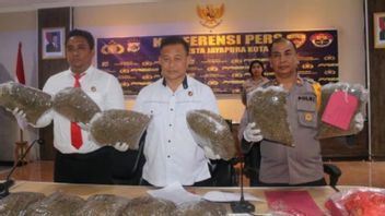 Amankan 85 Kg Ganja Asal PNG Selama 2024, Polda Papua: Diselundupkan Lewat Jalan Setapak