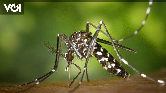 Beware, Dengue Fever Threatens Jakarta in the Rainy Season