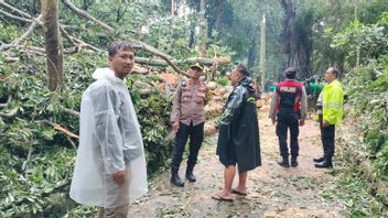 Wisatawan Prancis dan Korsel Tewas Tertimpa Pohon Tumbang Saat Angin Kencang di Monkey Forest Bali