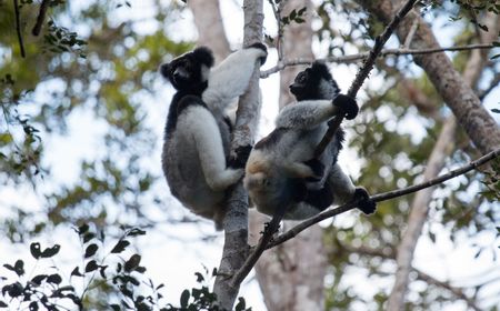 Jalani Penelitian Selama 12 Tahun, Ilmuwan Ungkap Lemur Mampu Bernyanyi dengan Irama