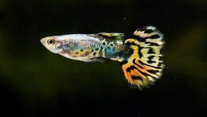 クパン魚以外の蚊の幼虫を食べる魚:蚊を防除するための自然な解決策