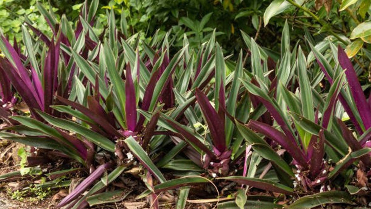 装飾だけでなく、アダム・ハワの植物は万能のハーブ薬です