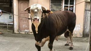 Prabowo Prepares 18 Sacrificial Animals For Eid Al-Adha For South Sumatra