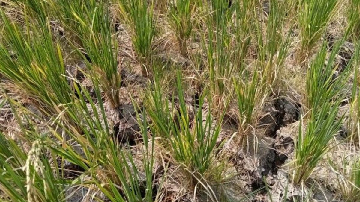 Babel Makes 100 Hectares Of Rice Field Pumps, Threatened With Harvest Failure