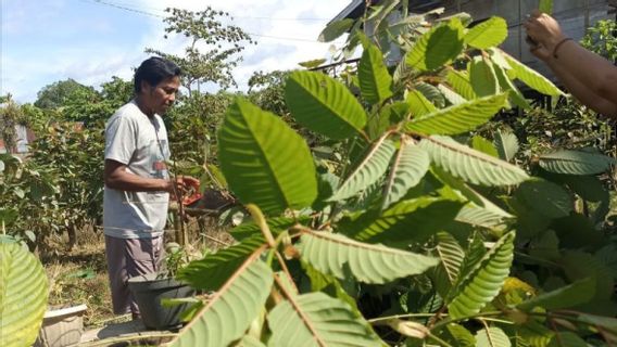 La légalisation des exportations de produits Kratom accueillie par les entreprises