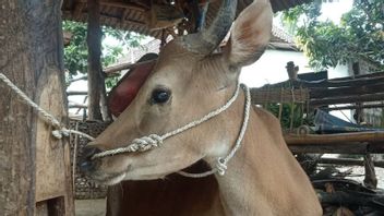 東ロンボク島の何千頭もの家畜がFMDに感染