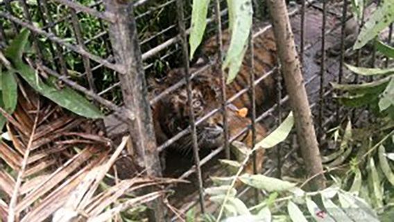 苏门答腊岛70％的老虎栖息地不在保护区范围内
