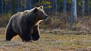 Serangan Beruang di Jepang Meningkat, Catat Rekor Tertinggi