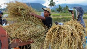 Mengkhawatirkan! Lahan Pertanian di Indonesia dan Tantangan Perubahan Iklim Mengancam Ketahanan Pangan
