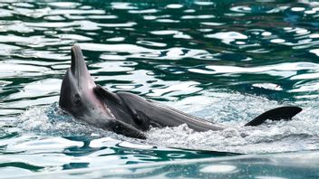الرهيبة حول القبض على 7 الدلافين في Pacitan أنه لا يوجد عنصر متعمد ، 4 منها قد أفرج عنه في البحر