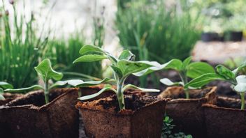 6 Rekomendasi Tanaman untuk Pekarangan Kecil Sekaligus Bisa Dikonsumsi Sendiri