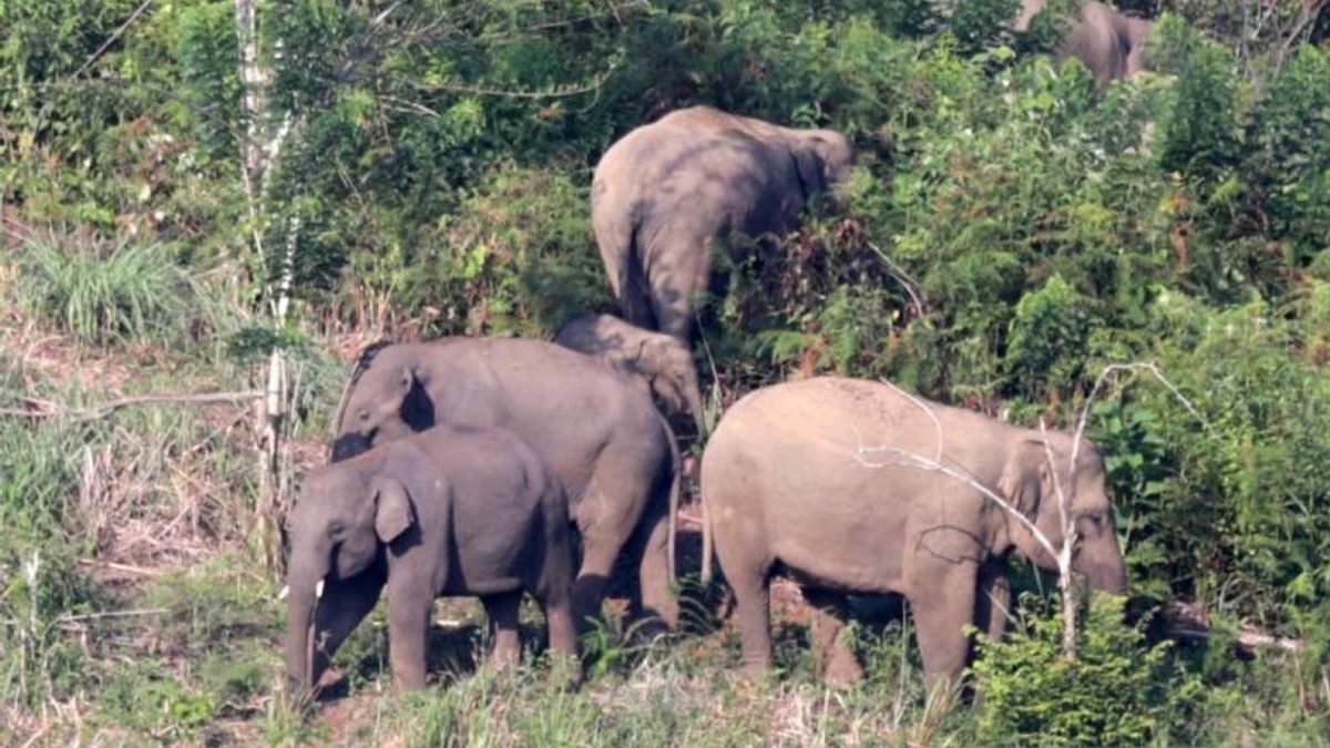 Preventing Conflict With Humans, Regency Government Supports The Translocation Of Wild Elephants To South Sumatra's OKU Mountain