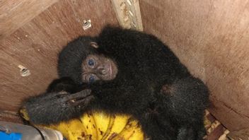 Officers Thwart Siamang Monkey Smuggling In Sitaro, North Sulawesi