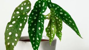 5 Rekomendasi Tanaman Begonia yang Mudah Dirawat yang Bakal Memperindah Hunian Anda