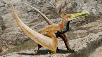 Des Chercheurs Britanniques Révèlent Que Les Ptérosaures Nouvellement éclos Sont Plus Agiles Et Mieux à Manœuvrer Que Leurs Parents
