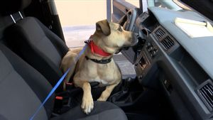 Perkenalkan Boji, Anjing Paling Terkenal Bagi Pengguna Transportasi Publik Kota Istanbul