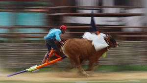 Pemkab Sumenep Gencarkan Pelestarian Budaya Karapan Sapi Madura