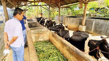 PMK Outbreak Ahead Of Eid Al-Adha, East Kalimantan Paser Cancels Plans To Purchase 404 Cows And 140 Goats