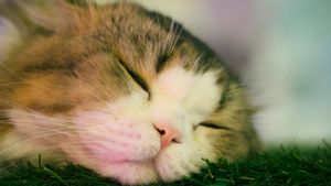 10 Posisi Tidur Kucing dan Artinya yang Perlu Diketahui