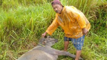 西苏门答腊阿加姆的阿斯里亚尔水牛被老虎困住重伤,居民被要求一头牛
