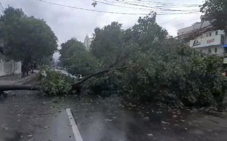 Data Pohon Tumbang Menurut Sudin Tamhut Jakpus