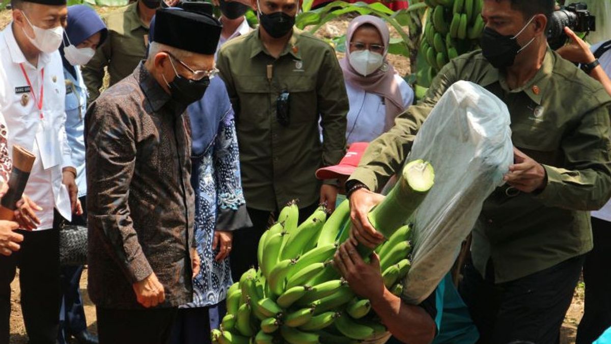 Visit Pnorogo Vice President Ma'ruf Amin Follow Cavendish Banana Harvest