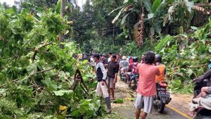 Angin Kencang Landa Pantai Selatan Sukabumi, Pohon Tumbang Tutup Jalan Palabuhanratu-Cisolok