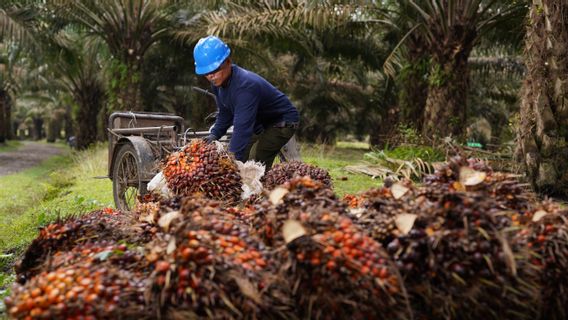 PalmCo CPO Production Reaches 2.7 Million Tons, Land Productivity Continues to Strengthen