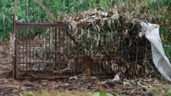 3 Shadows Of Loreng In Twilight Days: Riau BBKSDA Investigate Allegations Of Tiger Emergence