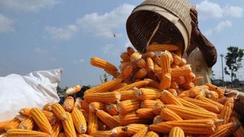 玉米进口量从350万吨下降到80万吨，佐科维：因为农民得到援助，当地产量增加