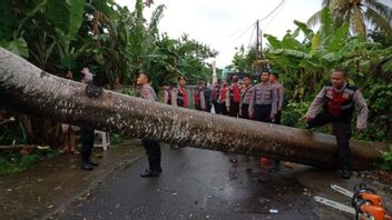 市場に行きたい、母親は西ロンボク島で極端な雨のために倒木に押しつぶされました 