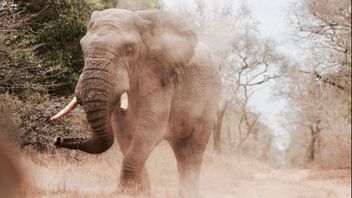 Rentetan Konflik Gajah-Manusia di Malaysia, Diskusi Digelar Cegah Insiden Terulang