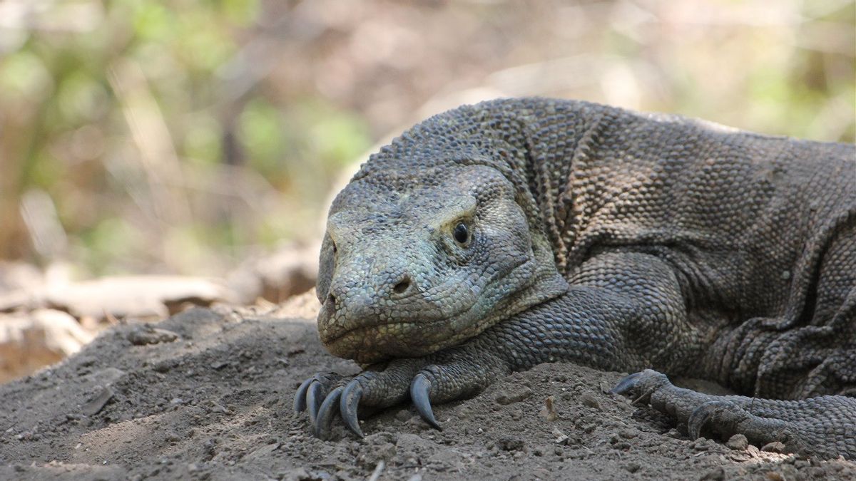 来週のコモドドラゴンジャンタンタロの日本、高山動物園と植物園に展示