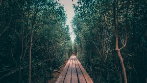 cott : La Malaisie a saisi 365 kg de méthamphétamine : la traversée de forêts illégales en Thaïlande