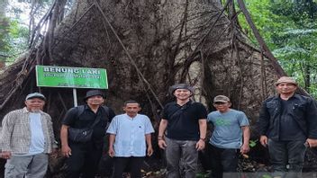 arbres géants pour la forêt tropicale de Kahung Kalsel Registered to UNESCO Global Geopar