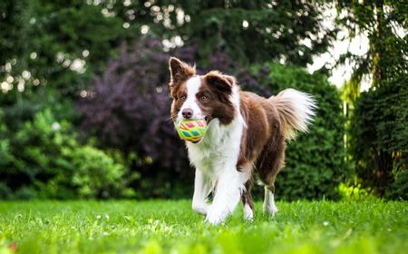 Pemilik Anjing di Tel Aviv Wajib Daftarkan DNA Anjingnya ke Pemerintah Kota