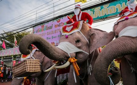 Gajah Berkostum Santa Claus Ramaikan Perayaan Natal di Thailand