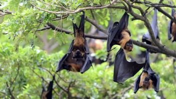 Scientists Find New Virus from Bats Similar to Nipah Infecting Humans in Bangladesh
