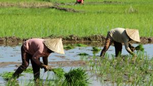 Petani Sebagai Subjek, Jalan Menuju Kedaulatan Pangan dan Reforma Agraria yang Berkeadilan
