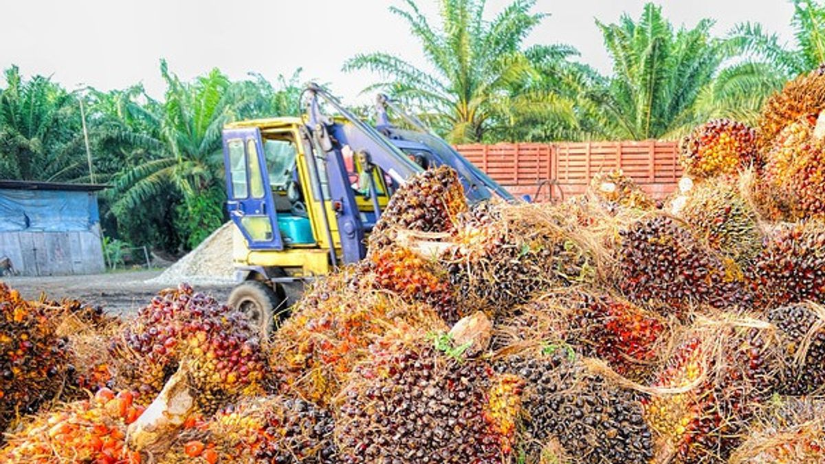 BPDPKS Invites Students To Get To Know The National Palm Industry Closer