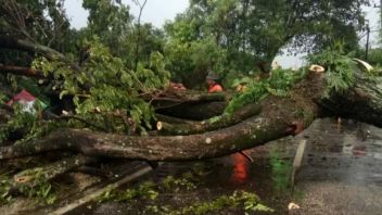 スラカルタの数十本の木を倒す雨季への移行期間、BPBDは水文気象災害に注意するよう求めています