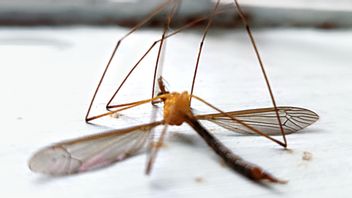 スープ島パプアの大部分はソロン諸島地区で418例のマラリア感染例がある