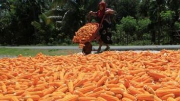 Diduga Terjadi Korupsi Pengadaan Bibit Jagung, Kejari Aceh Tenggara Lakukan Pengusutan