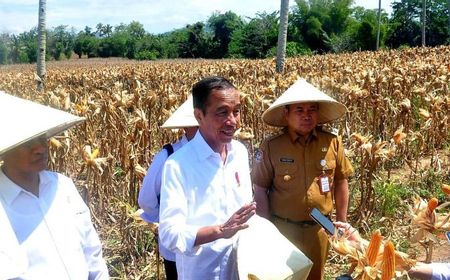 Jokowi Panen Jagung di Gorontalo saat Sidang Putusan Sengketa Pilres di MK