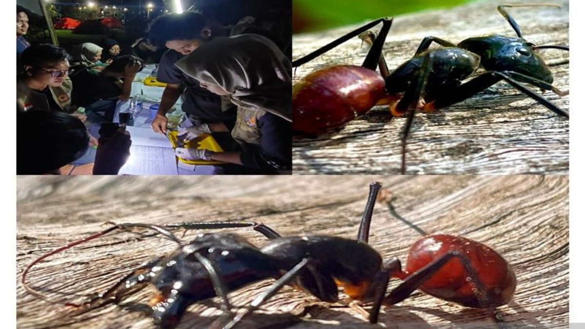 Spesies Semut Pohon Raksasa Ditemukan di Lembah Bukit Manjai, Kalimantan Selatan