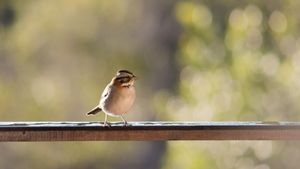 Les oiseaux de l'église entrent dans leur maison, surveillent ces signes