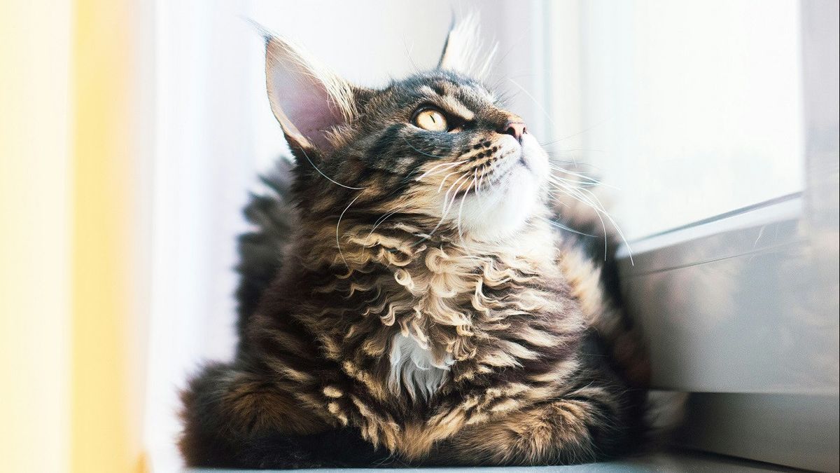 飛行機に残されたこの猫は、24時間以内に前後のオーストラリア - ニュージーランド