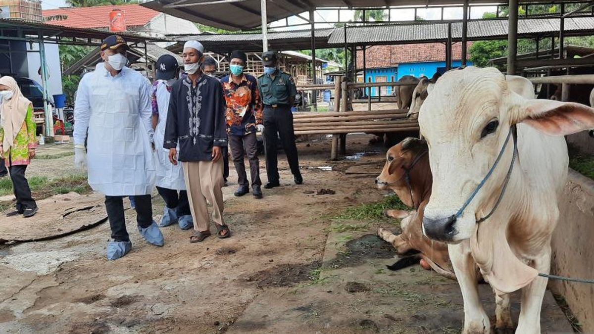 口蹄疫が広く広がることを望まないタンゲラン摂政政府は、ランカイユ村の牛舎に消毒剤をスプレー